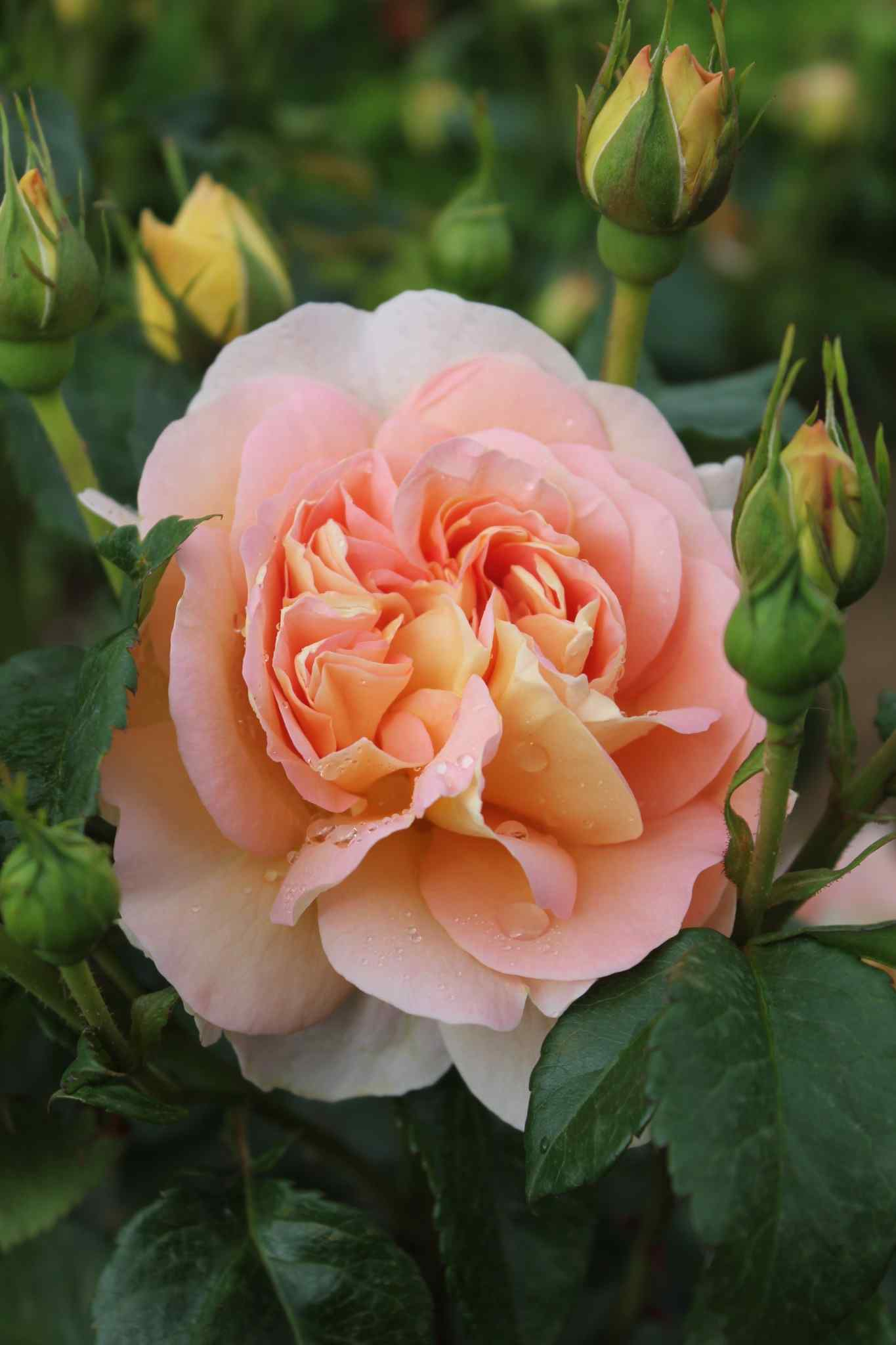 Rosier 'Amelie nothomb'