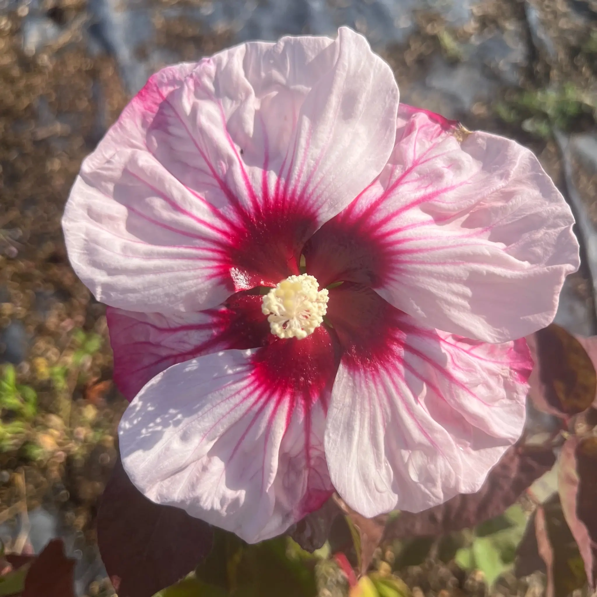 Hibiscus des marais 'Summerific cherry cheesecake'