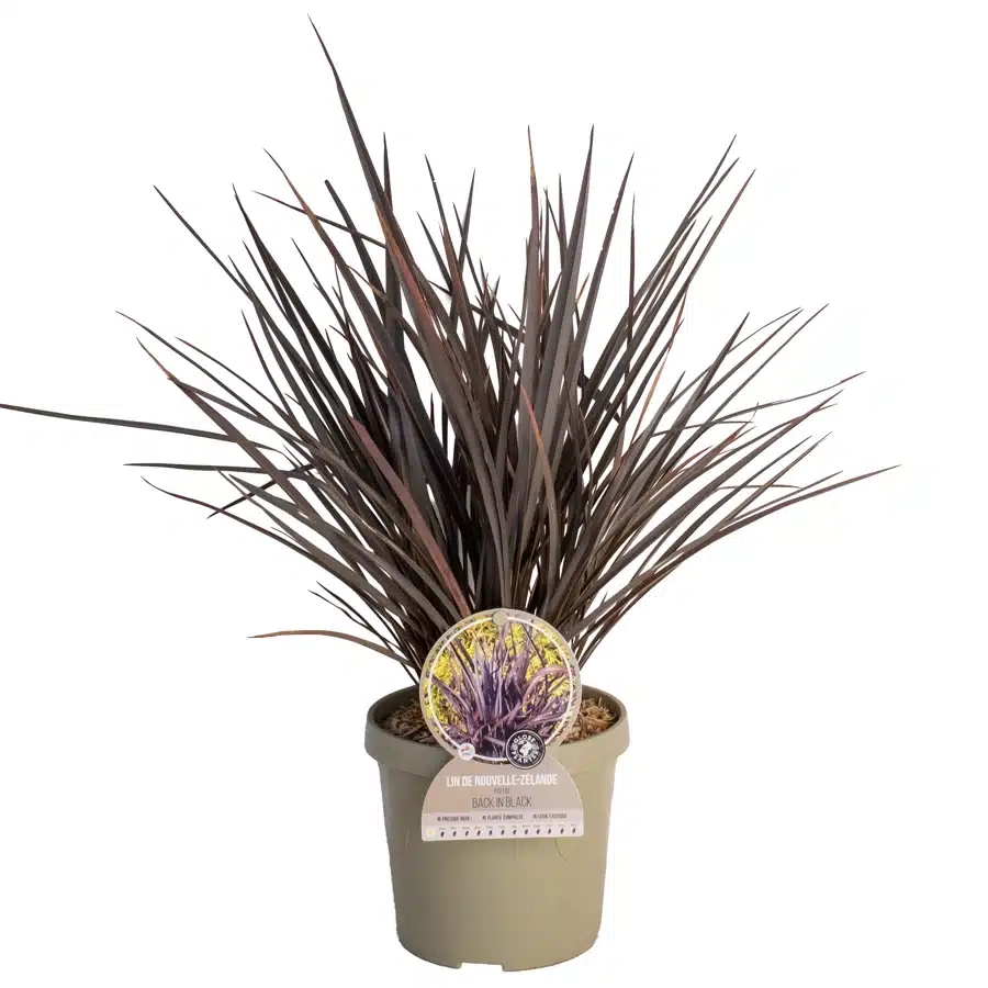 Lin de nouvelle-zélande 'Back in black'