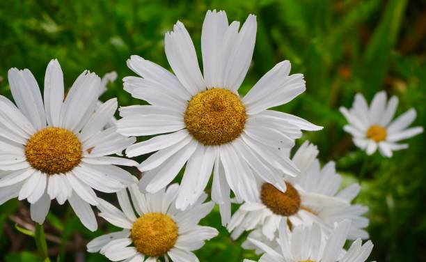 Marguerite 'Becky'