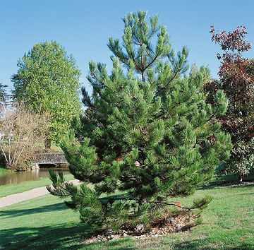 Pin noir 'Austriaca'