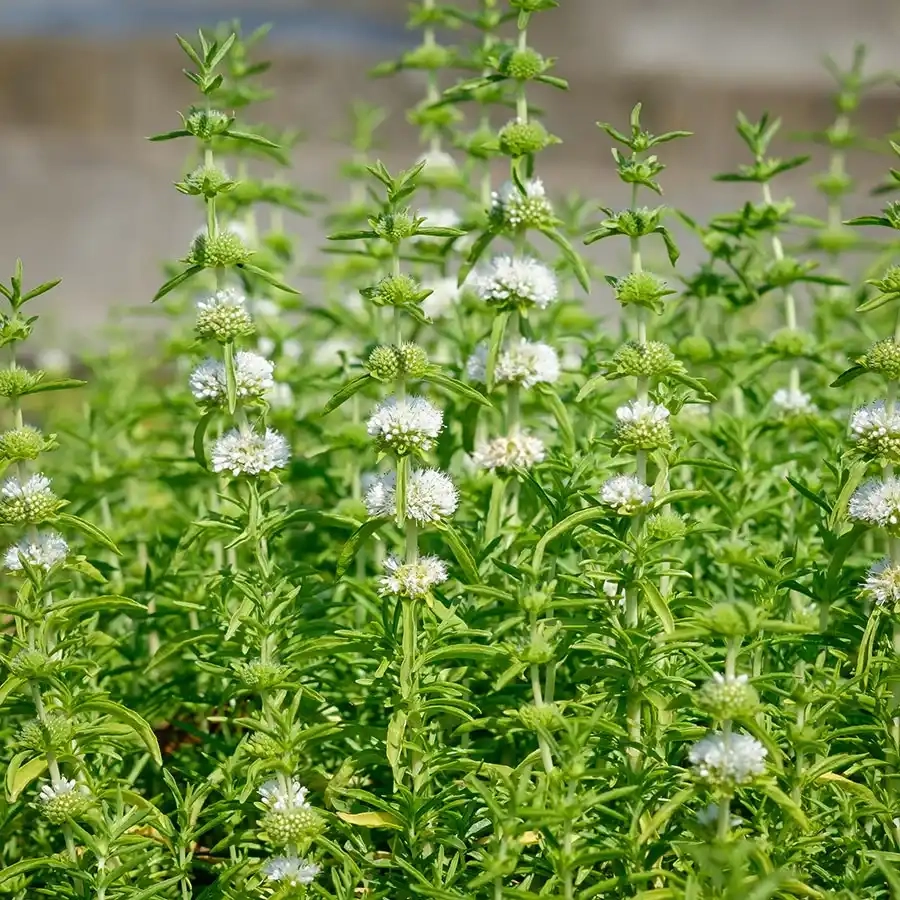 Menthe des cerfs blanche 'Alba'