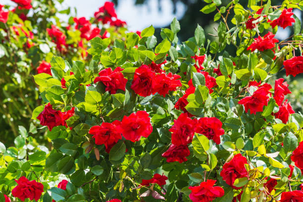 Rosier 'Europeana'