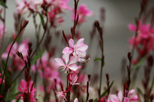 Gaura 'Siskiyou'