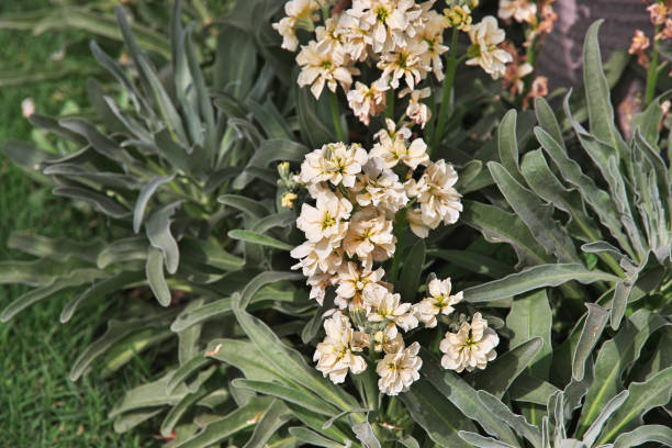 Euphorbe 'Silver swan'