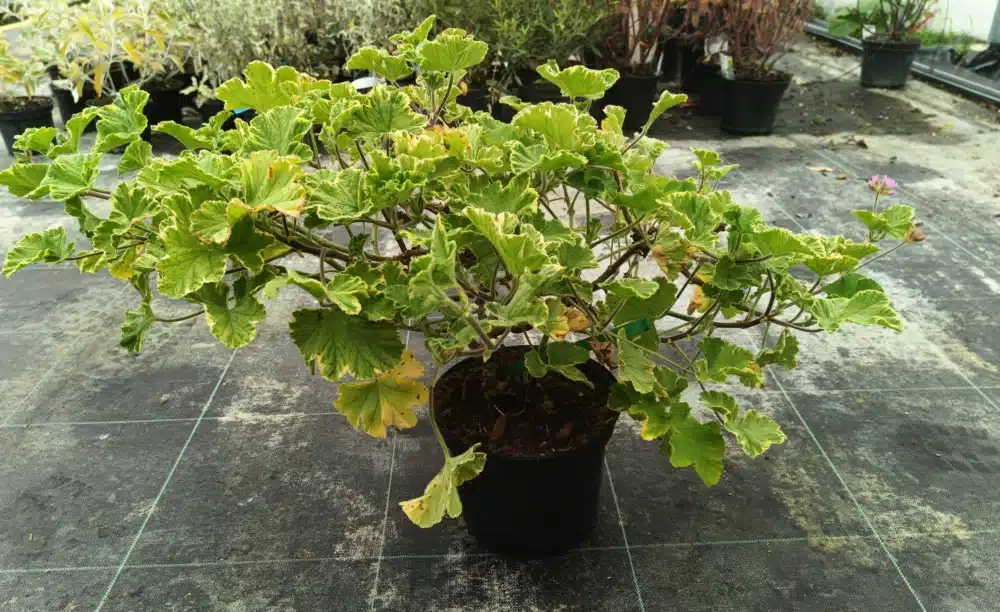 Géranium au parfum de citron 'Atomic snowflake'