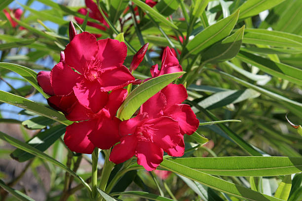 Laurier-rose nain 'Nain rouge maravenne'