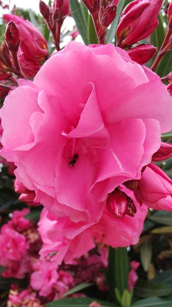 Laurier-rose 'Cavalaire'