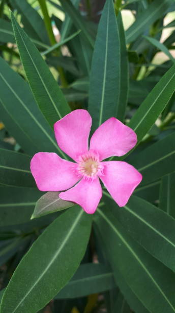 Laurier rose 'Thomas'