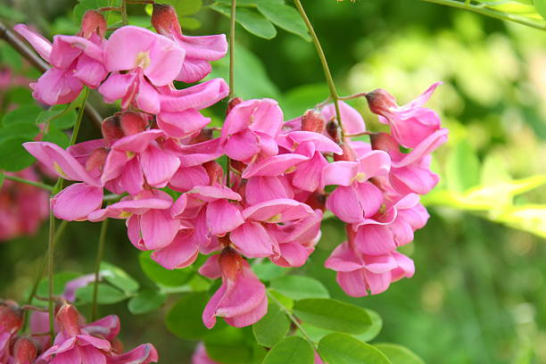 Robinier faux-acacia 'Margaretta georgia da torino'