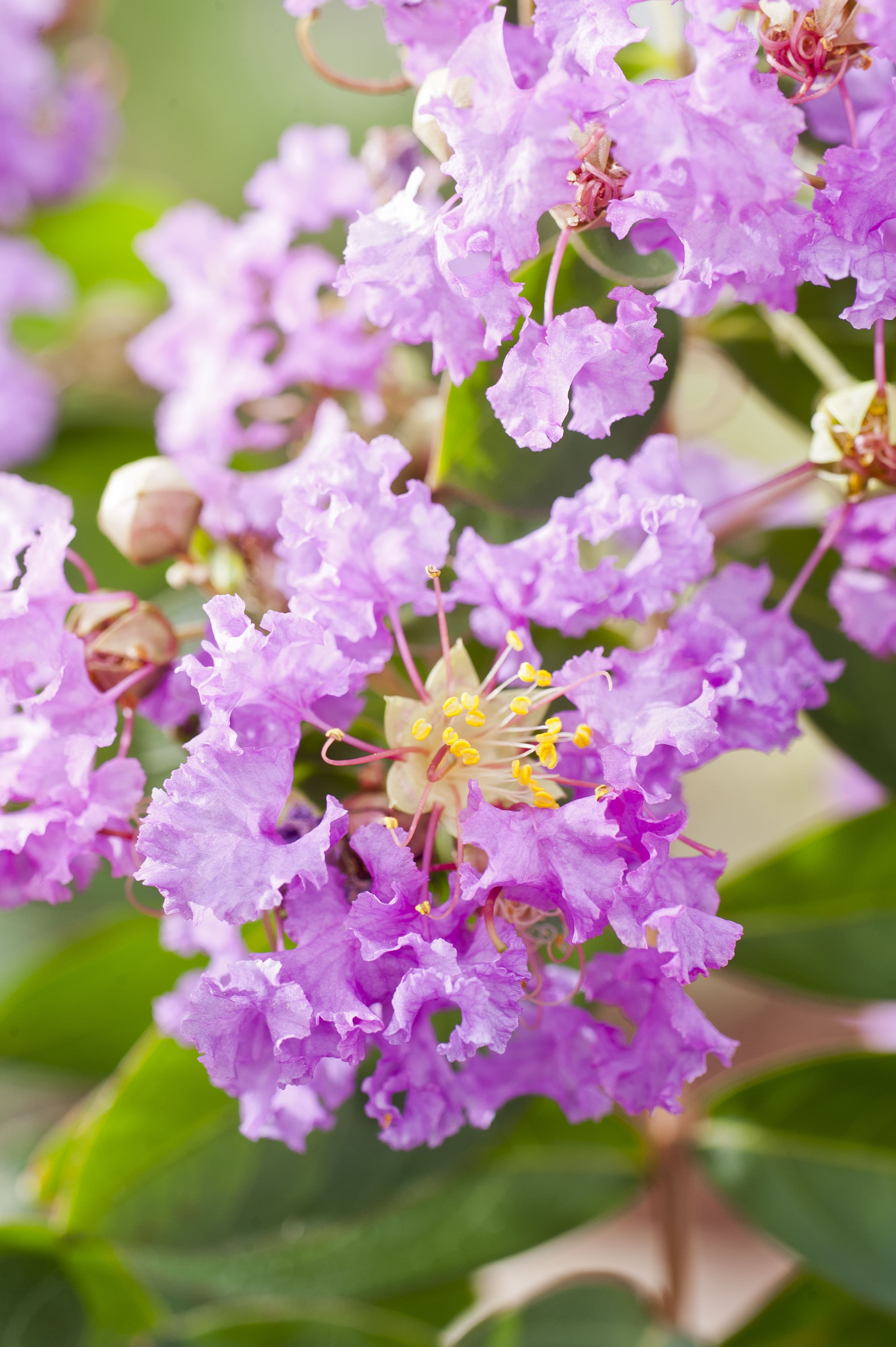 Lilas des indes 'Bonnet violet'