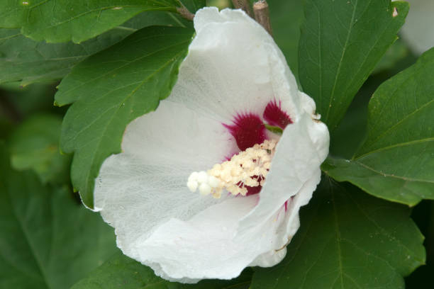 Althéa 'China chiffon'