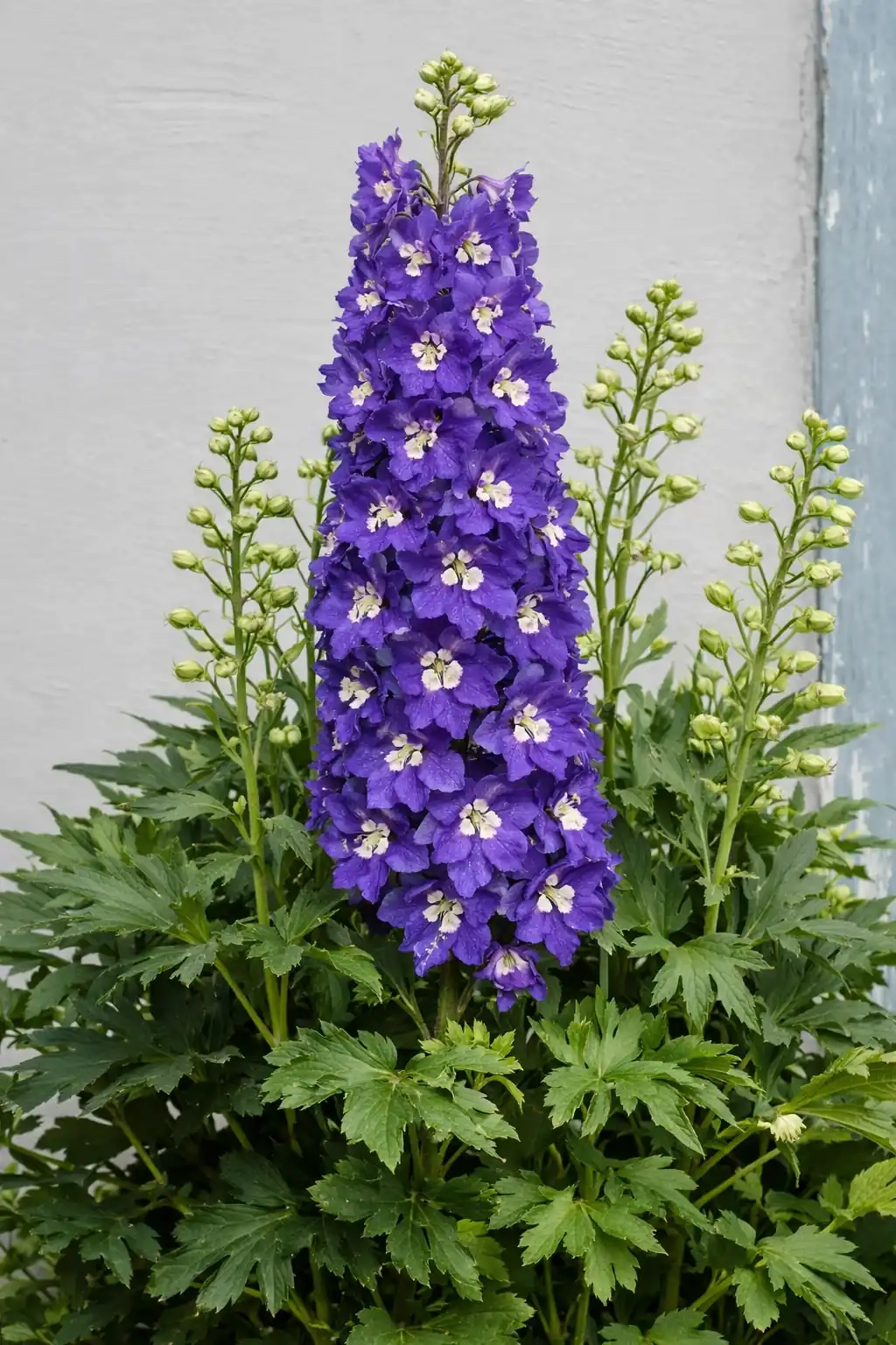 Delphinium 'Glitzi'