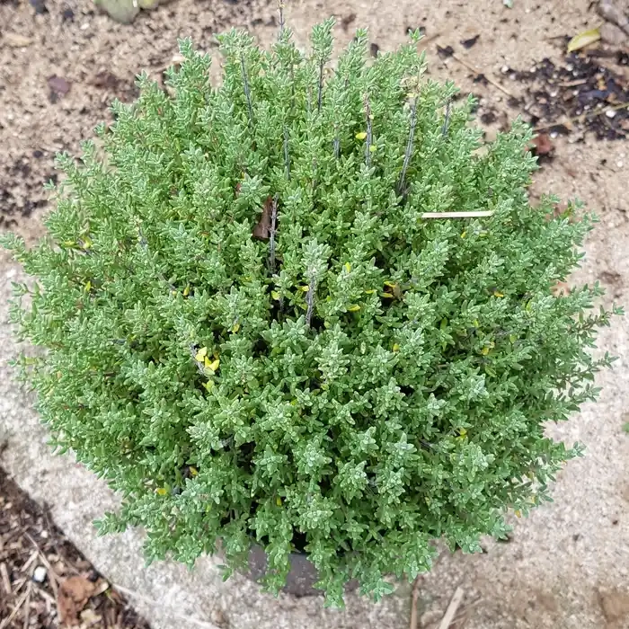 Thym 'Compactus'
