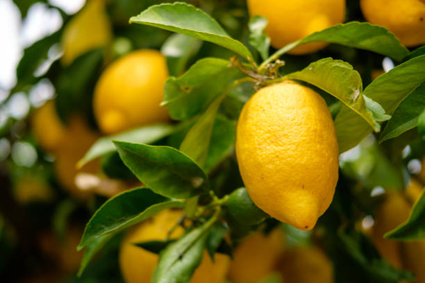 Citronnier 4 saisons