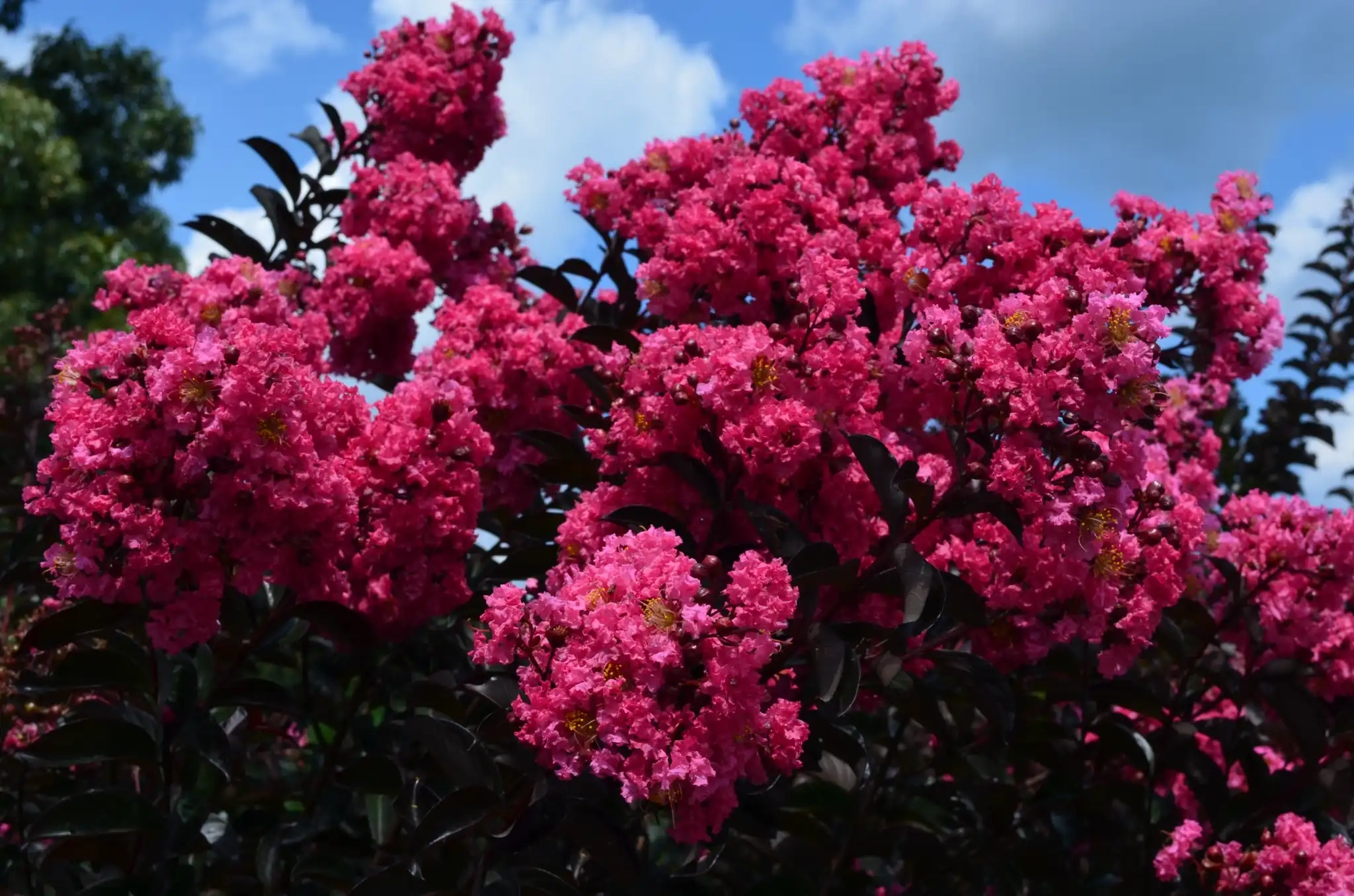 Lilas des indes 'Twilight magic'