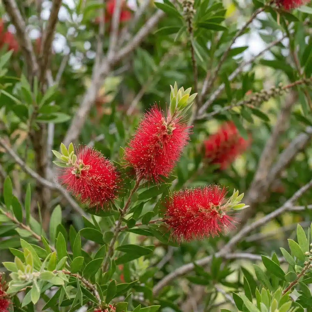 Rince-bouteilles 'Outback fire'