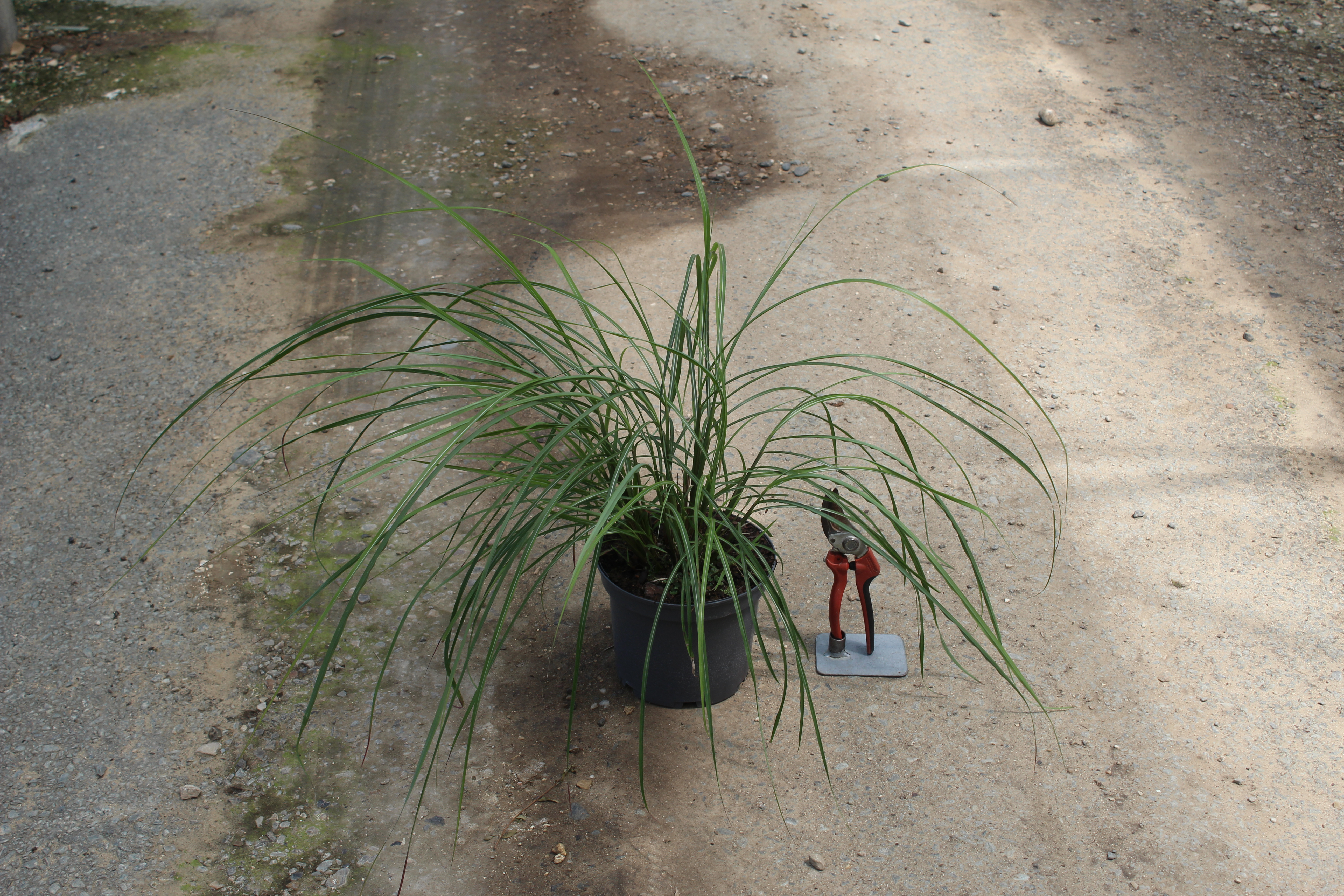 Miscanthus 'Dronning ingrid'