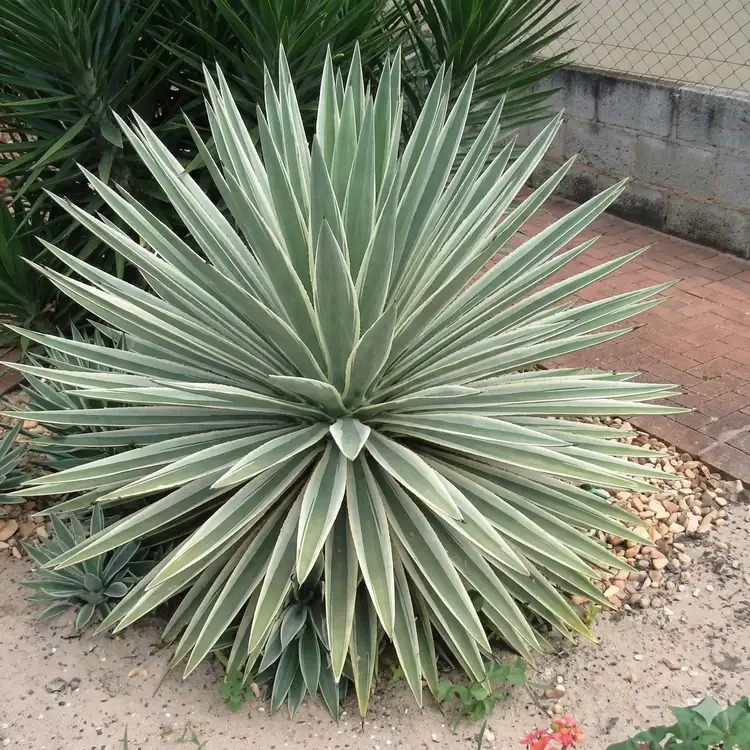 Agave  angustifolia