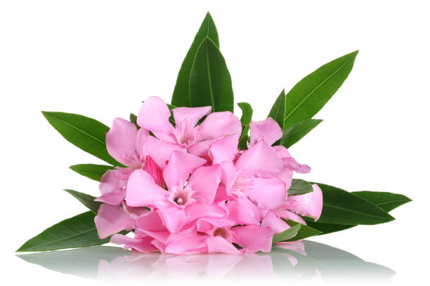 Laurier-rose 'Magaly rose lilas parfume'