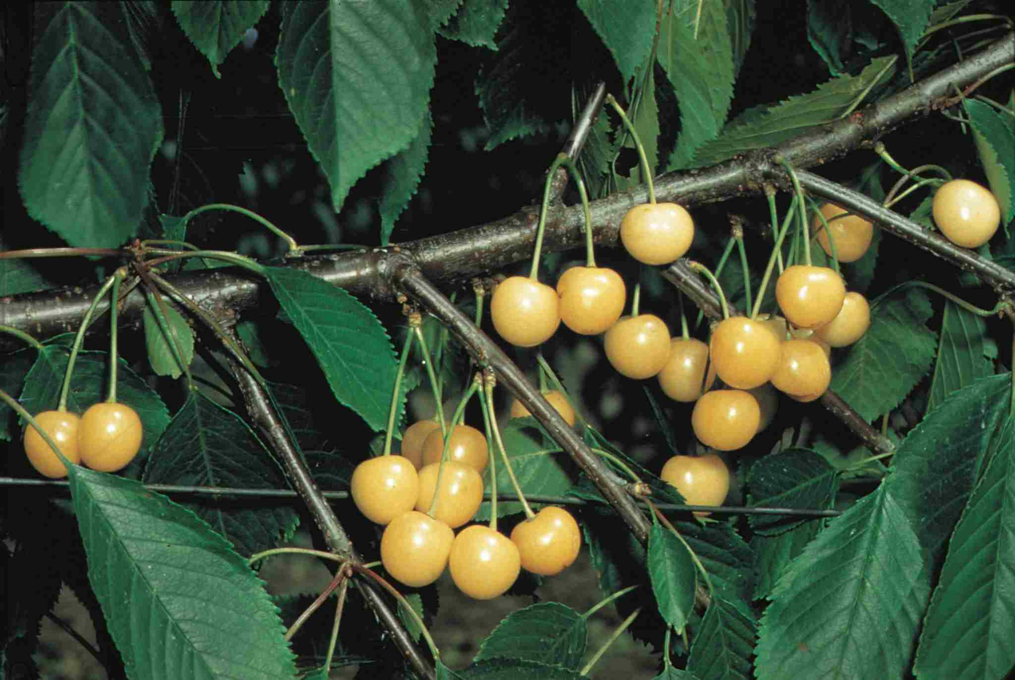 Cerisier 'Starkgold'