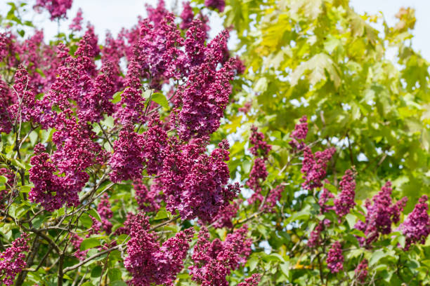 Lilas commun 'Charles joly rouge' - Image secondaire