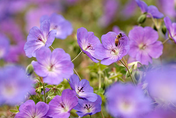 Géranium 'Rozanne'
