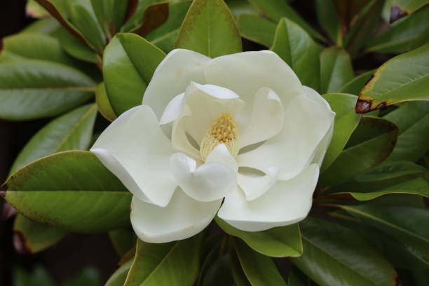 Magnolia 'Little gem pyramide'