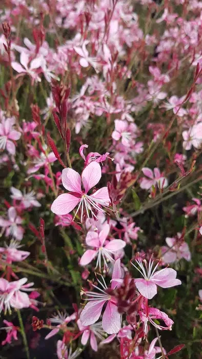 Gaura 'Siskiyou pink'