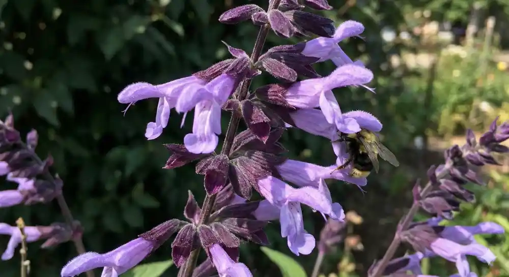 Sauge guarani 'Rockin ' lavender ®'