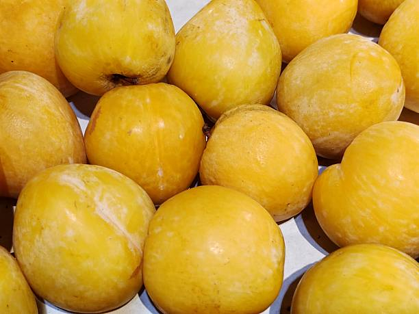 Prunier nain