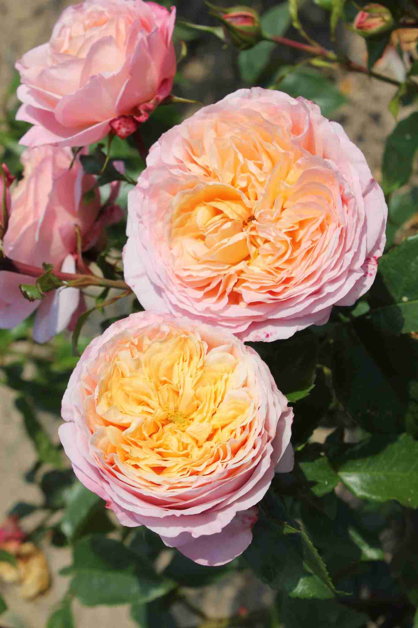 Rosier 'Domaine de chantilly '