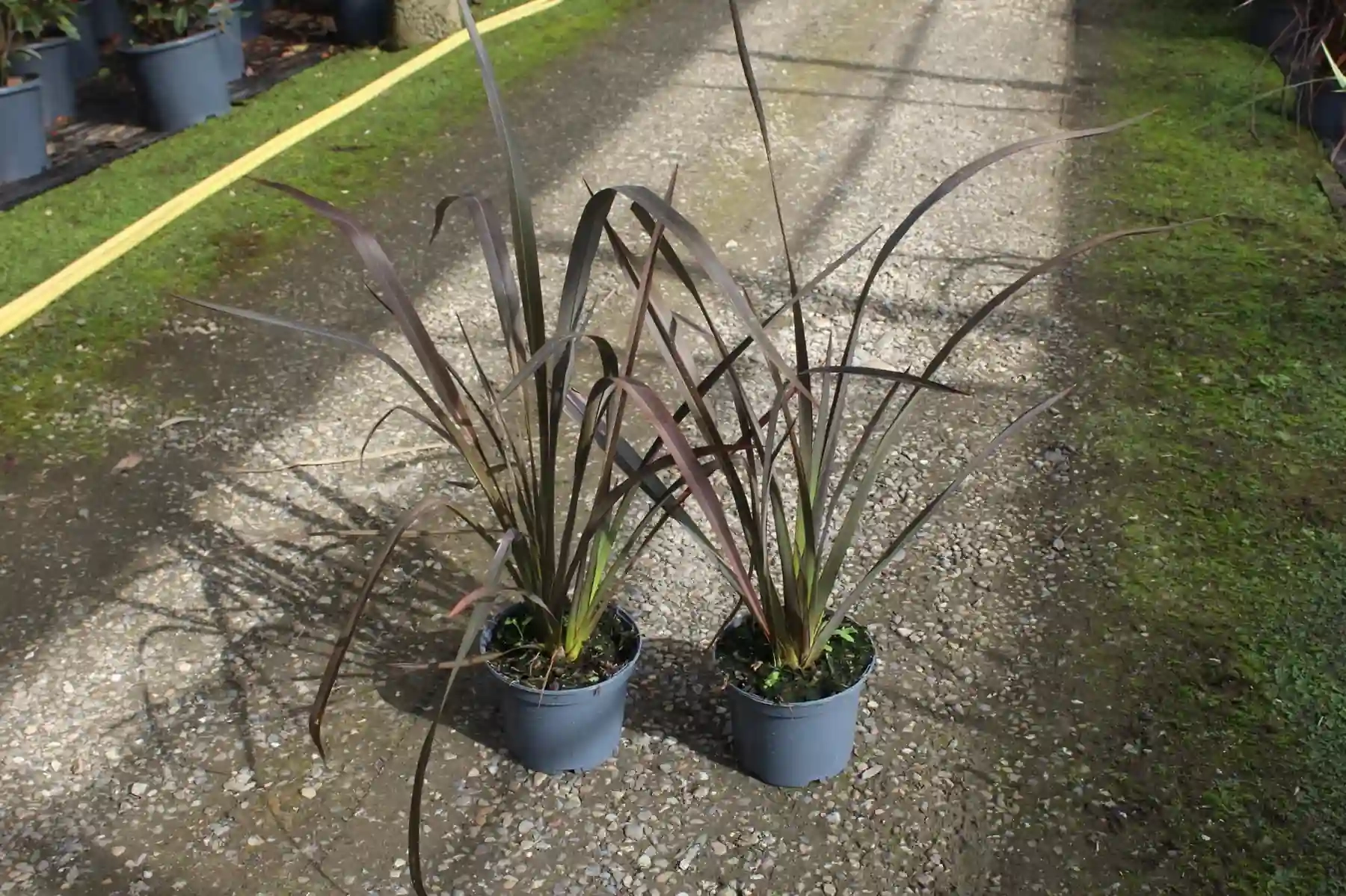 Lin de nouvelle-zélande 'Bronze tower'