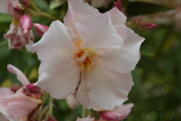 Laurier rose 'Rosee du ventoux'