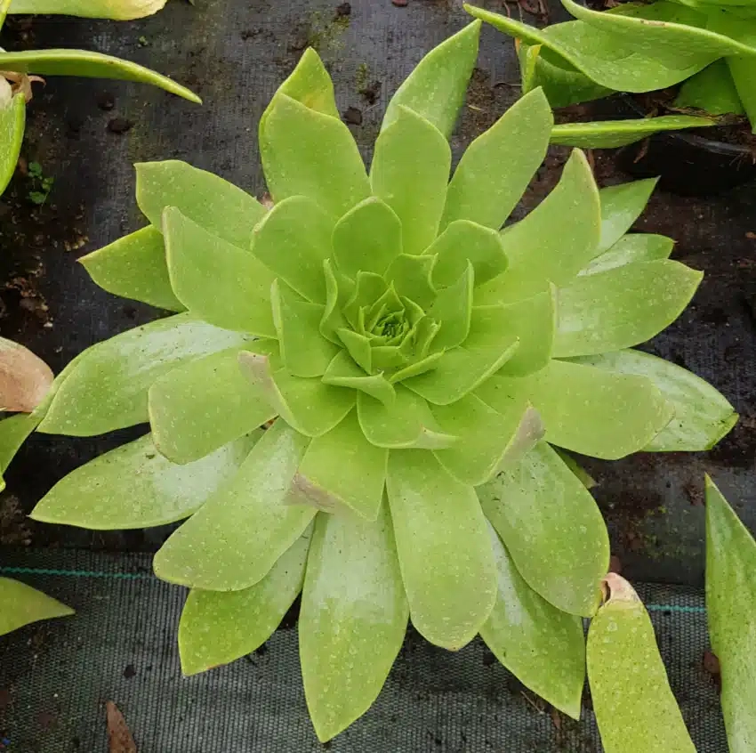Dudléia pulvérulente ' '
