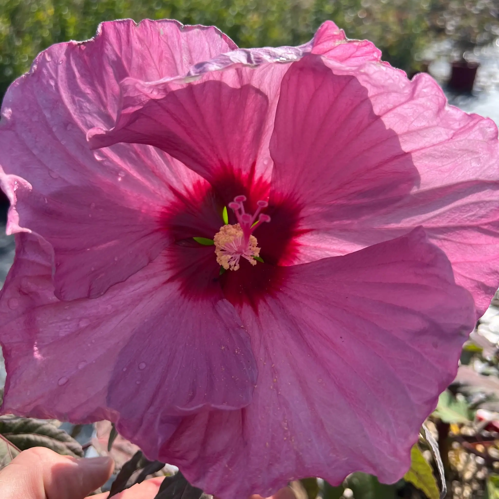 Hibiscus des marais 'Summerific berry awesome'
