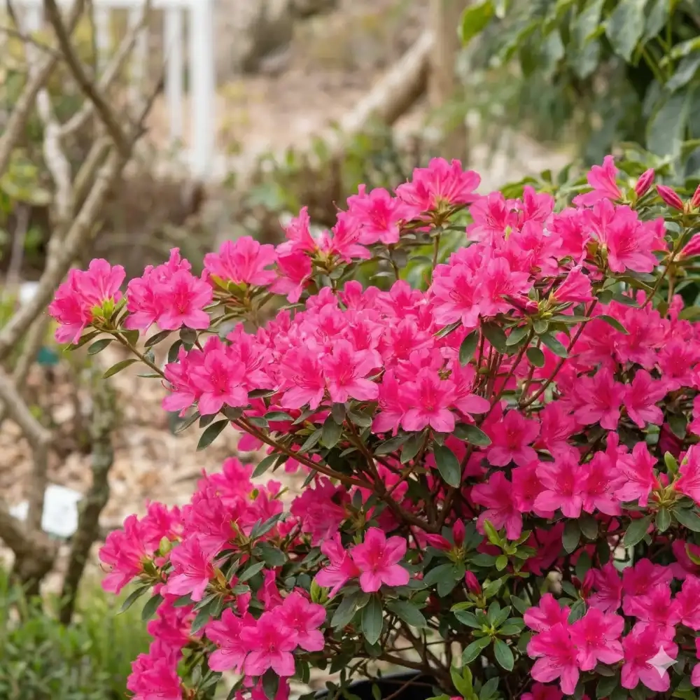 Azalée 'Electric pink'