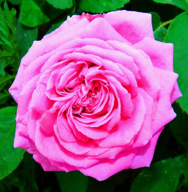 Rosier 'Andre le notre '