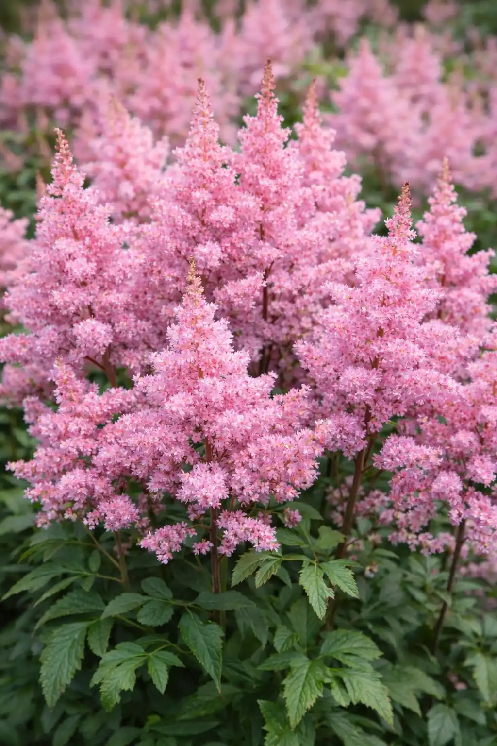 Astilbe 'Younique® pink'