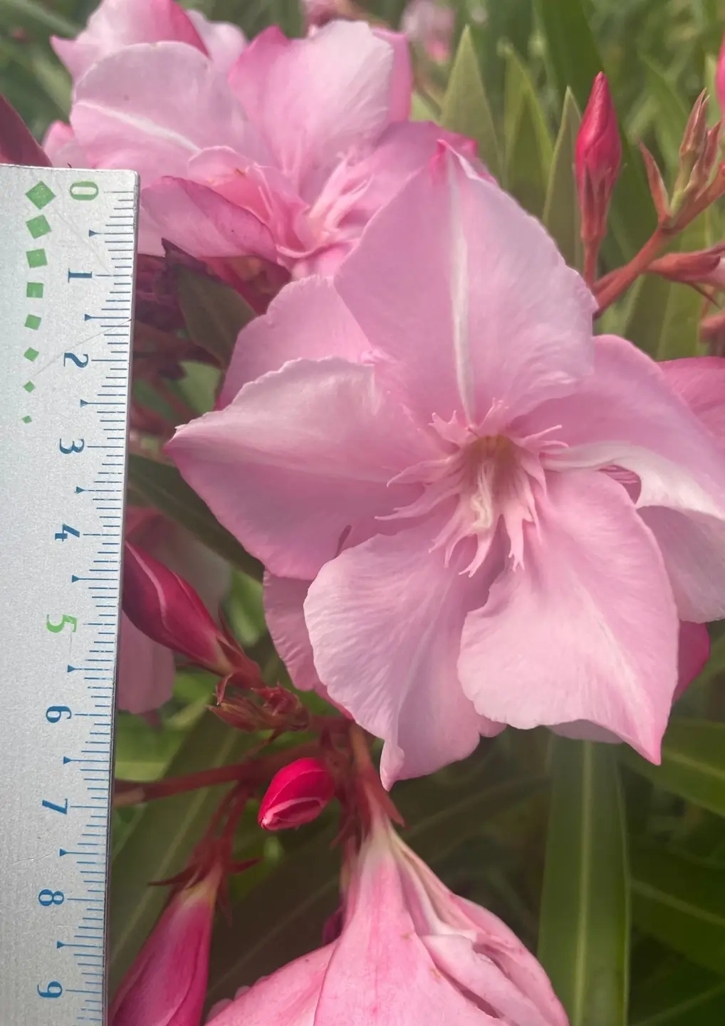 Laurier rose 'Madame Planchon'