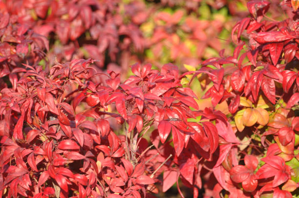 Nandina 'Seika'