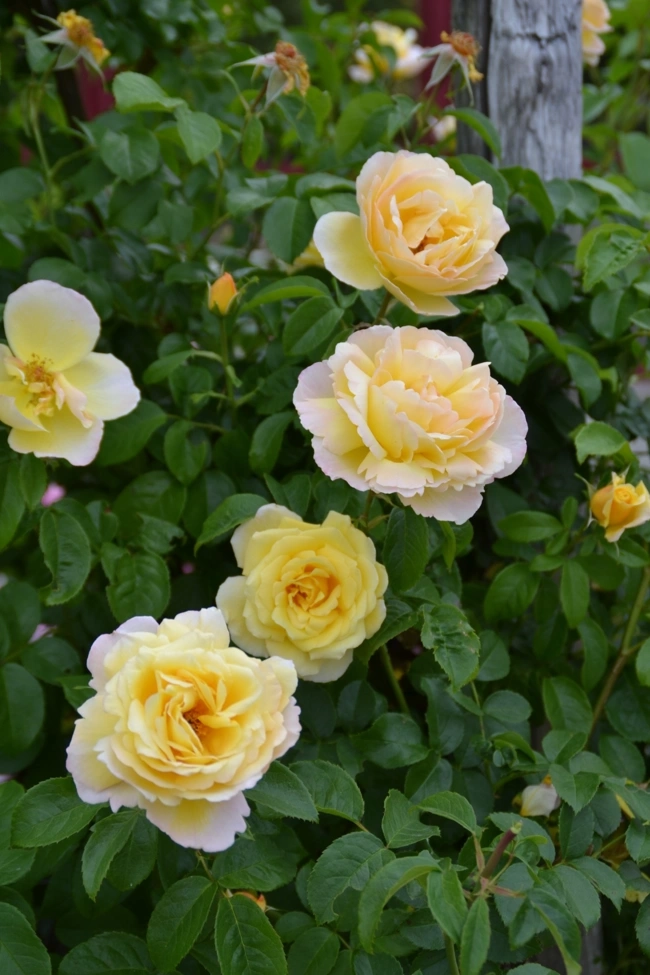 Rosier 'Soleil vertical'