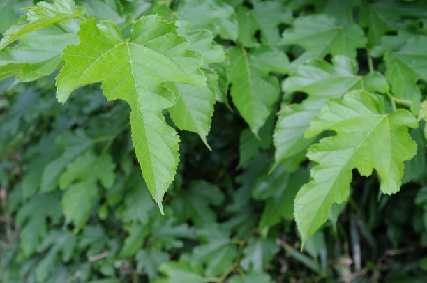 Mûrier 'Fruitless'