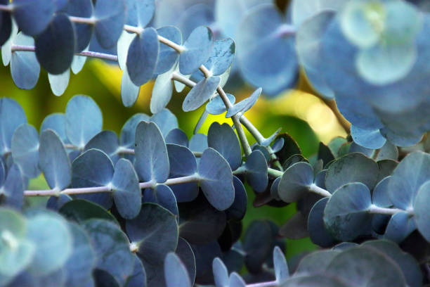 Eucalyptus à feuilles rondes 'Sylverana'