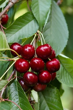 Cerisier 'Delice de malicorne'