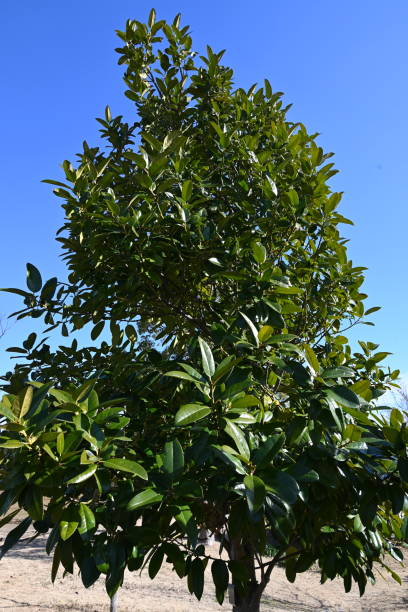 Magnolia de la galissonnière 'Galisson pyramide' - Image secondaire