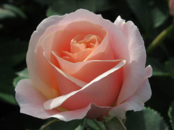 Rosier 'Grand siecle'