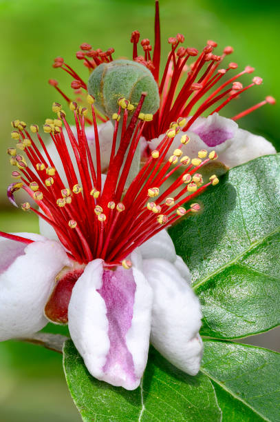 Feijoa 'Apollo'