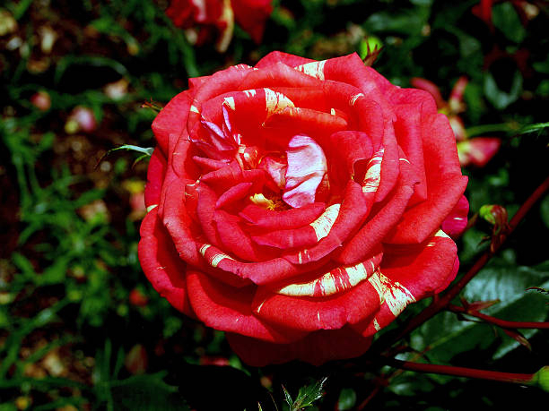 Rosier 'Broceliande '