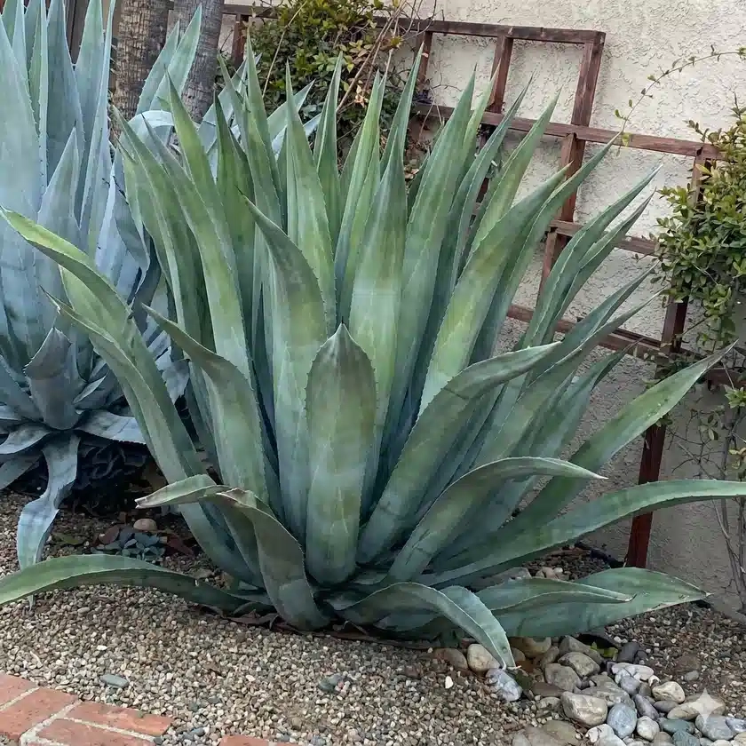 Agave de weber